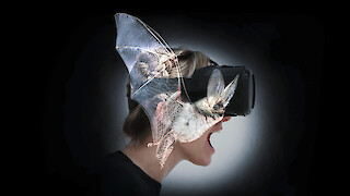 Erlebe die Welt als Fledermaus!