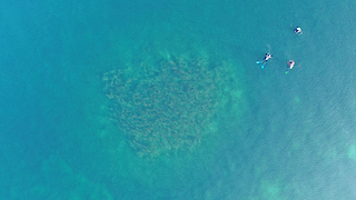 Drone image of a «Bodensee-Hügeli» on the day of the surveying operation. Credits: Fondation Octopus (octopusfoundation.org/en).