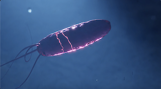 Bacteria with identified genome. © ZHdK.