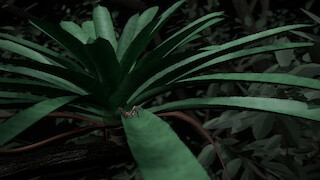 Cinema 4D scene. At eye level with the Tiger Bromeliad Spider.