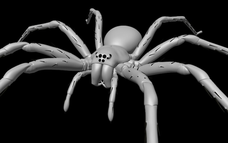 Prozess. Modell der Grossen Wanderspinne.