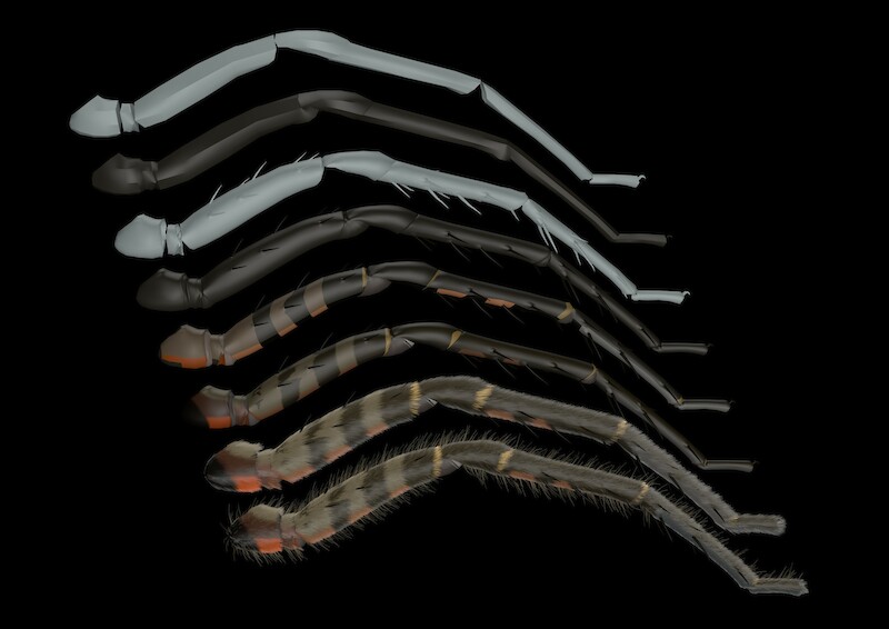 Beinstudie. Fertiges 3D-Modell.