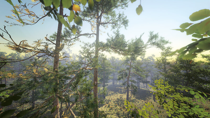 Blick aus dem Kronendach eines lichten Waldes. Der Wald wurde in Unity mit verschiedenen 3D-Modellen aufgebaut und dient als Umgebung für ein VR-Erlebnis.