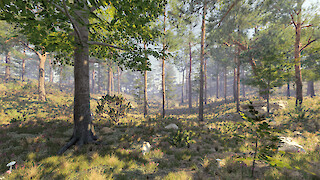 Rendering eines in Unity aufgebauten lichten Waldes. In einem VR-Erlebnis erkunden Benutzer:innen zuerst einen dunklen Buchenwald. Anschliessend reisen sie 100 Jahre in die Zukunft und erleben die Folgen der Auslichtung des Waldes mit eigenen Augen.