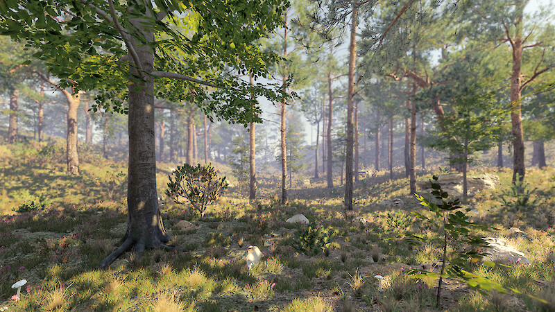 Rendering eines in Unity aufgebauten lichten Waldes. In einem VR-Erlebnis erkunden Benutzer:innen zuerst einen dunklen Buchenwald. Anschliessend reisen sie 100 Jahre in die Zukunft und erleben die Folgen der Auslichtung des Waldes mit eigenen Augen.