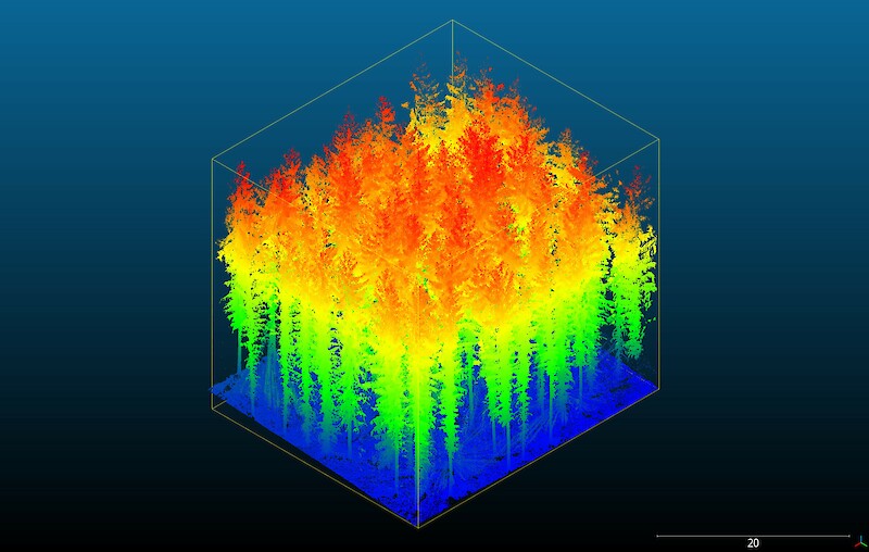 Point Cloud eines Waldes aus LiDAR-Scan. Versuch mit Point Clouds zu arbeiten, anstelle von 3D-Modellen aus Polygonen.