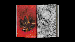 Image excerpts from the publication «Paradise and Plague». Image: Anja Rötheli & Noëlle Schmid. © ZHdK.