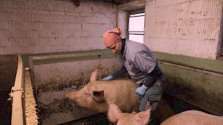 Still aus der Doku «Misten, melken, managen - wenn Töchter den Hof übernehmen». Bild: Désirée Ottiger. © ZHdK.