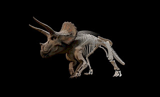 Visualisation of a Triceratops skeleton. Photo: Joël Borter. © ZHdK.