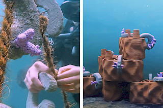 The corals are grown in the coral nursery before being placed on the reef by rrreefs. Photo: Emilia Lendi. © ZHdK.